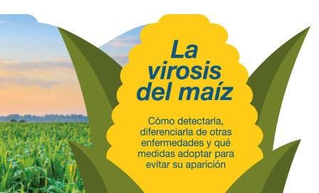 La virosis del maíz