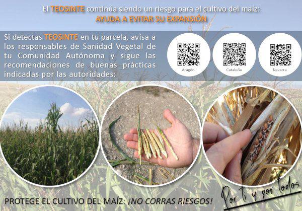 Teosinte