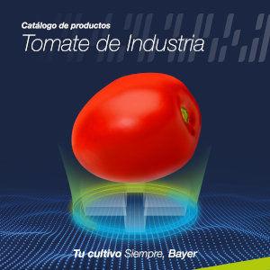 Tomate de Industria