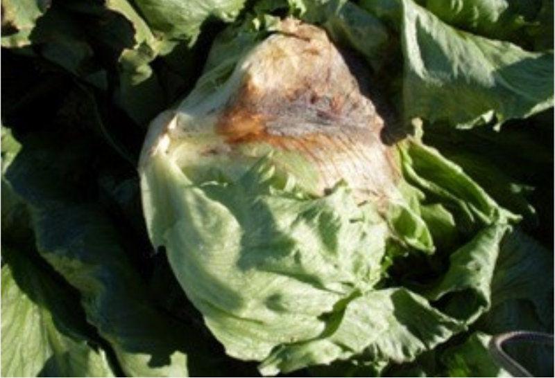 Estrategia para el control de Botrytis cinerea en lechuga