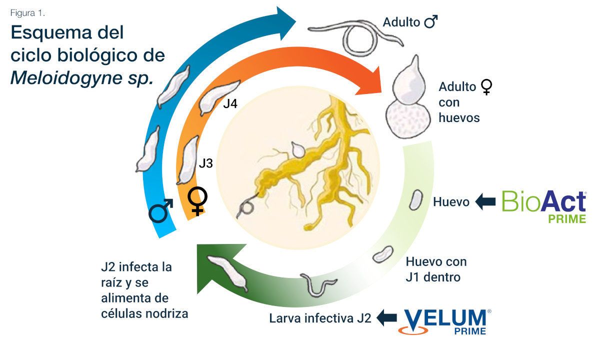Nematodos en tomate de industria