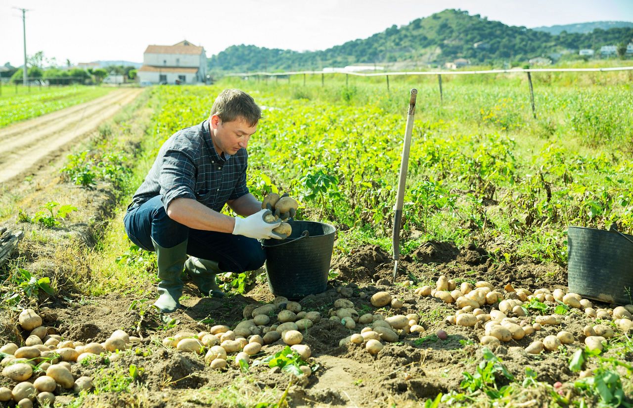 Insecticidas en patata. Estrategias actuales, posicionamiento técnico y evolución del control de plagas.